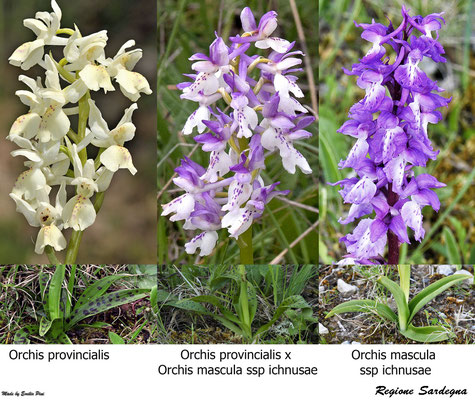 Orchis provincialis x Orchis ichnusae