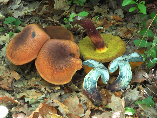 Boletus queletii Schulzer (COMMESTIBILE) Foto Stefano Gatti
