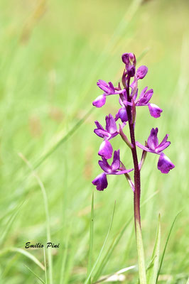 Anacamptis laxiflora (Regione Piemonte)