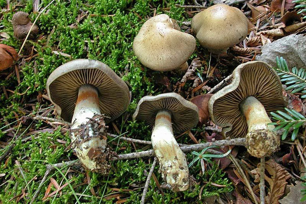 Cortinarius infractus (Pers.) Fr. (NON COMMESTIBILE) Foto Emilio Pini
