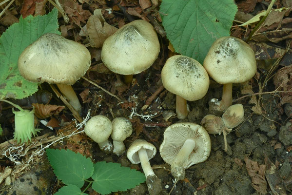 Inocybe corydalina Quél. 1875 (VELENOSO) Foto Emilio Pini 