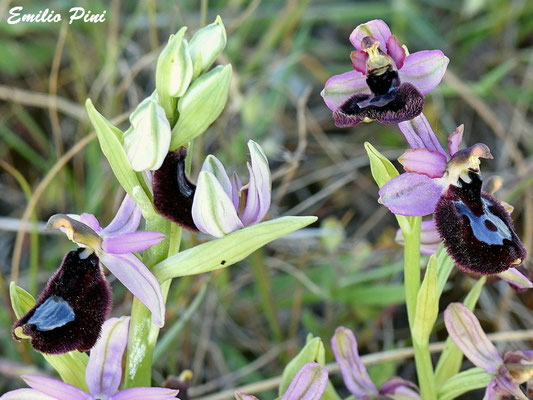 Ophrys bertolonii x Ophrys incubacea