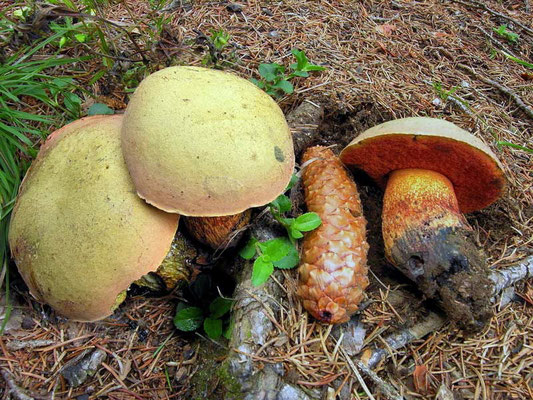 Boletus luridus Schaeffer (COMMESTIBILE) Foto Emilio Pini