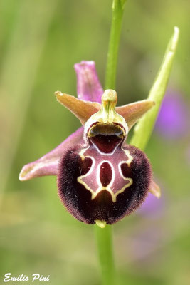 Ophrys dinarica x Ophrys maiellensis
