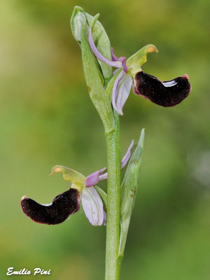 Ophrys benacensis