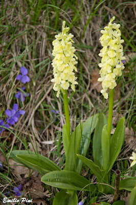 Orchis pallens (Regione Emilia Romagna)