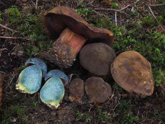 Boletus erythropus Persoon ss. Fries (COMMESTIBILE) Foto Stefano Gatti