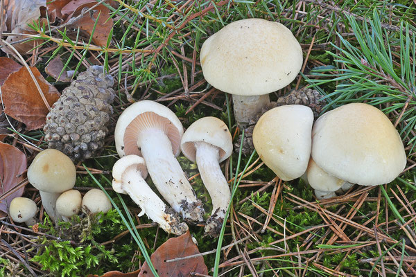 Hygrophorus gliocyclus Fr. (COMMESTIBILE) Foto Emilio Pini 