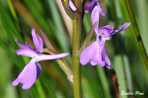 Anacamptis palustris (Regione Emilia Romagna)