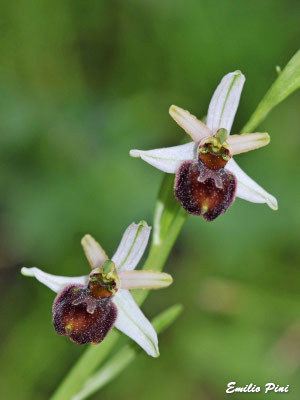 Ophrys exaltata (Regione Sicilia)