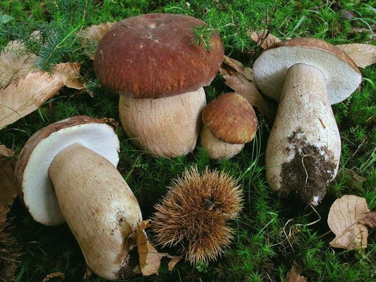Boletus aestivalis (Paulet) Fries (COMMESTIBILE) Foto Emilio Pini
