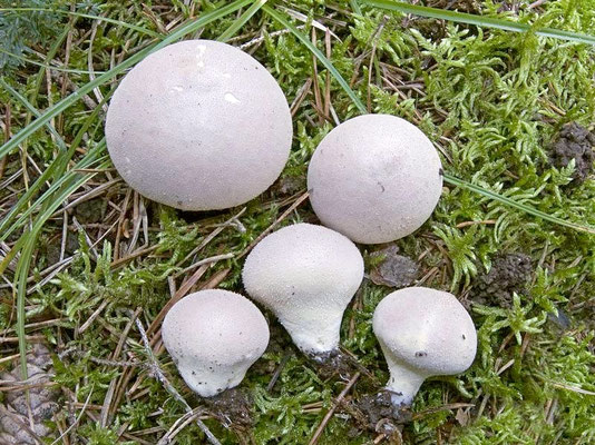Lycoperdon molle Pers. (COMMESTIBILE) Foto Emilio Pini