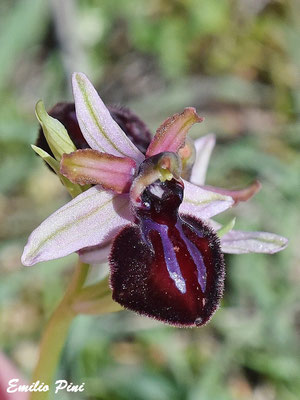 Ophrys exaltata ssp sipontensis