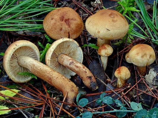 Tricholoma psammopus (Kalchbr.) Quél. (NON COMMESTIBILE) Foto Emilio Pini 