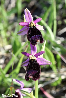 Ophrys benacensis