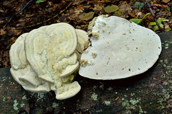 Trametes gibbosa (Pers.) Fries (NON COMMESTIBILE) Foto Emilio Pini