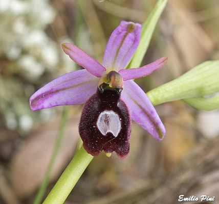 Ophrys bertolonii subsp. saratoi