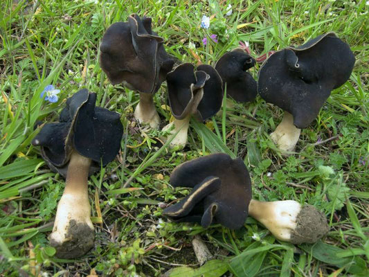 Helvella leucopus Pers. (COMMESTIILE) Foto Emilio Pini 