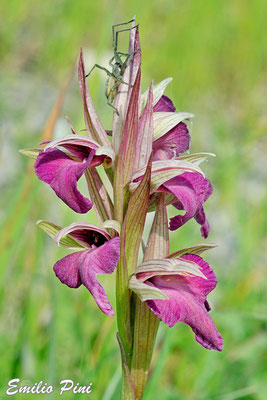  A. morio x S. vomeracea  Regione Emilia Romagna