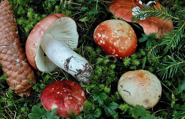 Russula paludosa Britzelm. 1891 (COMMESTIBILE) Foto Emilio Pini 