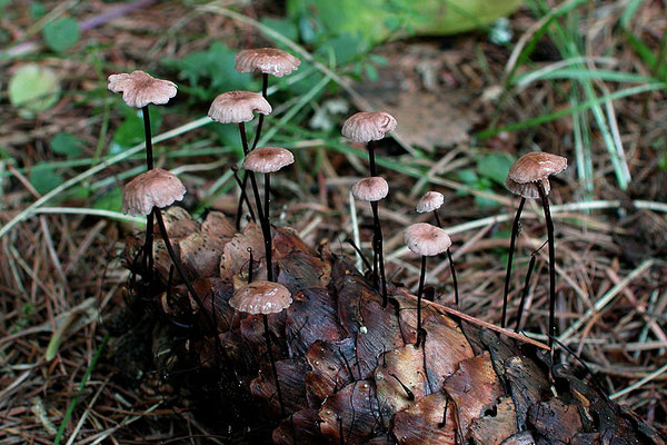 Marasmius androsaceus (L.) Fr. 1838 (NON COMMESTIBILE) Foto Emilio Pini 