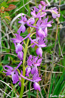Orchis ovalis x Orchis provincialis Regione Emilia Romagna 