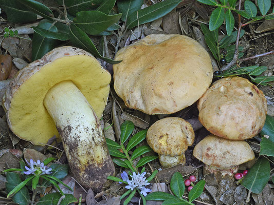 Boletus impolitus Fr. (COMMESTIBILE)  Foto Emilio Pini