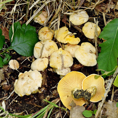 Cantharellus pallens Pilát (COMMESTIBILE) Foto Emilio Pini 