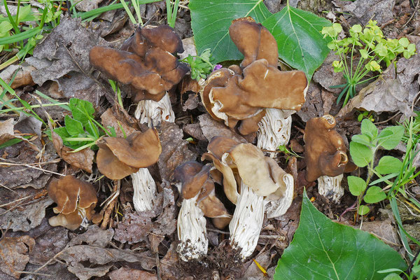 Helvella fusca Gillet 1879 (NON COMMESTIBILE)  Foto Emilio Pini 