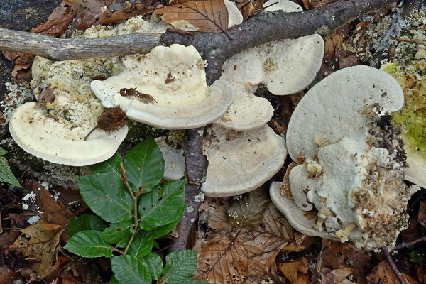 Trametes gibbosa (Pers.) Fries (NON COMMESTIBILE) Foto Emilio Pini