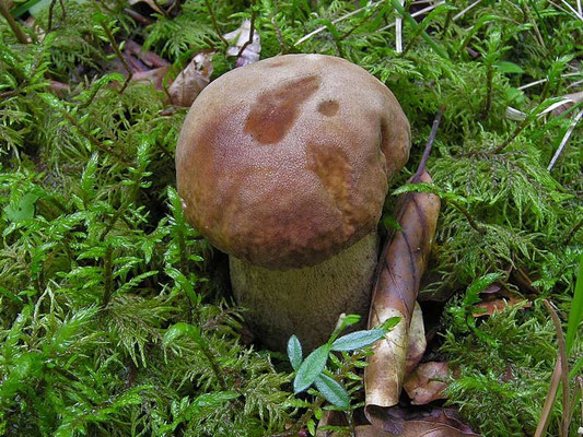 Boletus aestivalis (Paulet) Fries (COMMESTIBILE) Foto Emilio Pini