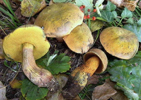 Boletus luridus Schaeffer (COMMESTIBILE) Foto Emilio Pini