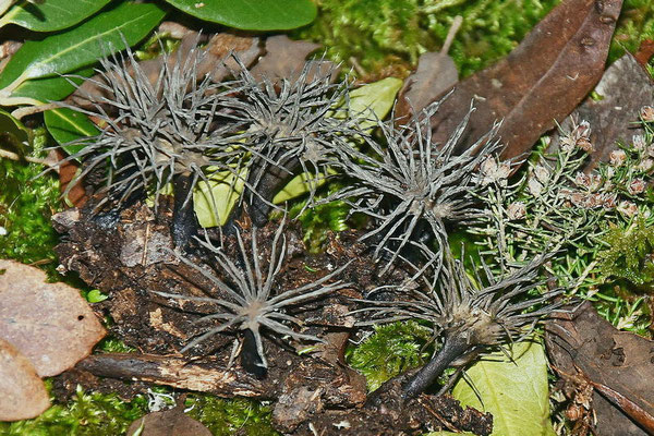 Xylaria tentaculata Ravenel ex Berk., J. Linn. (NON COMMESTIBILE)  Foto Emilio Pini
