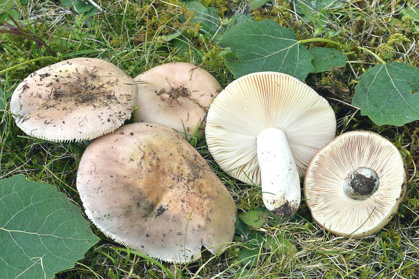 Russula medullata Romagn. 1962 (COMMESTIBILE) Foto Emilio Pini 