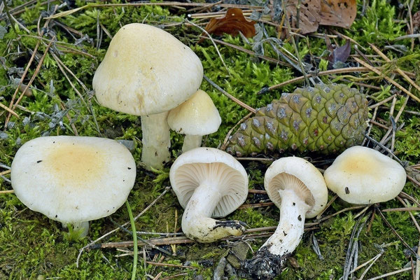 Hygrophorus gliocyclus Fr. (COMMESTIBILE) Foto Emilio Pini 