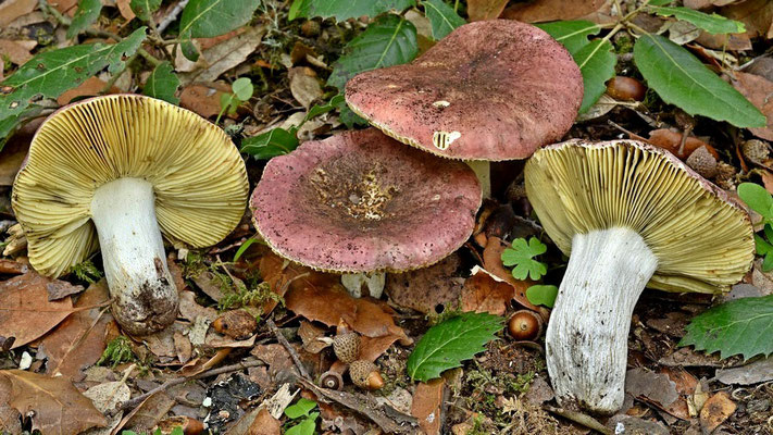 Russula seperina Dupain 1912 (COMMESTIBILE) Foto Emilio Pini 