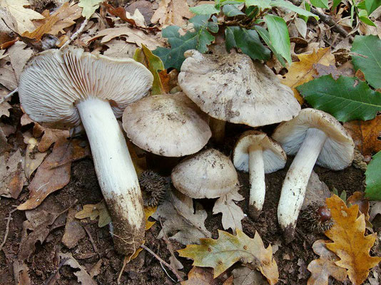 Entoloma lividoalbum (Kühner & Romagn.) Kubička (NON COMMESTIBILE) Foto Emilio Pin