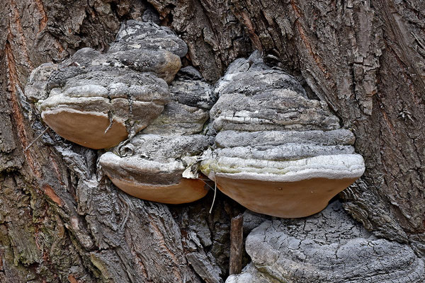 Phellinus igniarius (L.) Quél. (1886) (NON COMMESTIBILE) Foto Emilio Pini 
