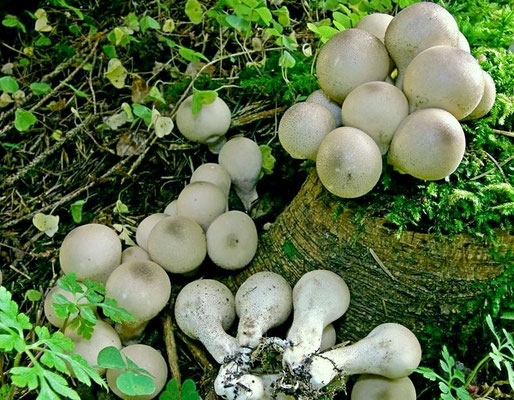 Lycoperdon pyriforme Schaeff. (COMMESTIBILE) Foto Emilio Pini
