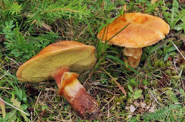 Suillus grevillei (Klotzsch) Singer 1945 (COMMESTIBILE) Foto Emilio Pini 