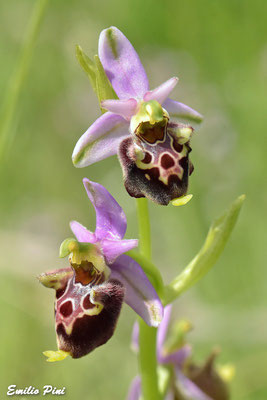 Ophrys holoserica ssp dinarica (Regione Abruzzo)