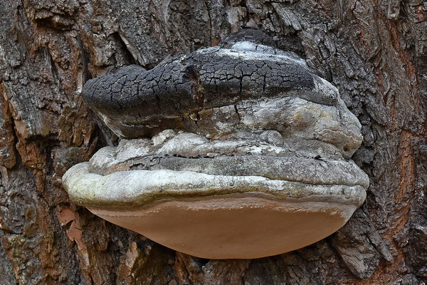 Phellinus igniarius (L.) Quél. (1886) (NON COMMESTIBILE) Foto Emilio Pini 