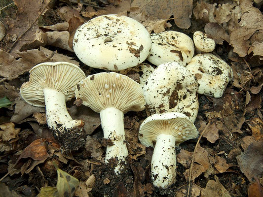 Lactarius luteolus Peck 1896 (NON COMMESTIBILE) Foto Emilio Pini 