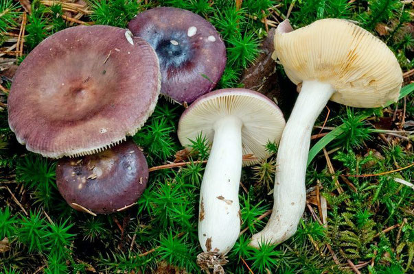 Russula caerulea Fr. 1838 (NON COMMESTIBILE) Foto Emilio Pini