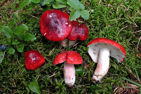 Russula rhodopus Zvára 1927 (NON COMMESTIBILE) Foto Emilio Pini