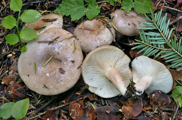 Lactarius albocarneus Britzelm. (NON COMMESTIBILE) Foto Emilio Pini 