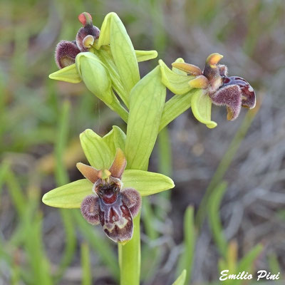 Ophrys bombiliflora x incubacea