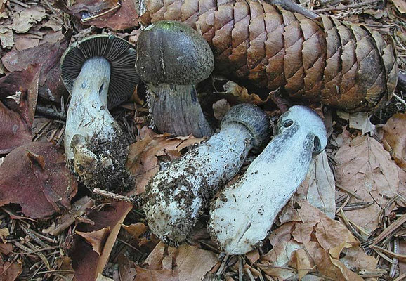 Cortinarius infractus (Pers.) Fr. (NON COMMESTIBILE) Foto Emilio Pini