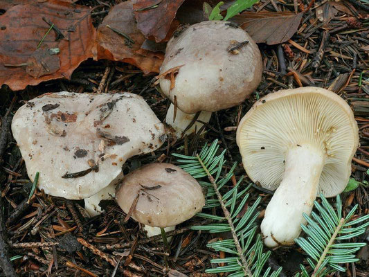 Lactarius albocarneus Britzelm. (NON COMMESTIBILE) Foto Emilio Pini 