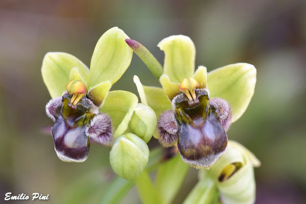 Ophrys bombiliflora